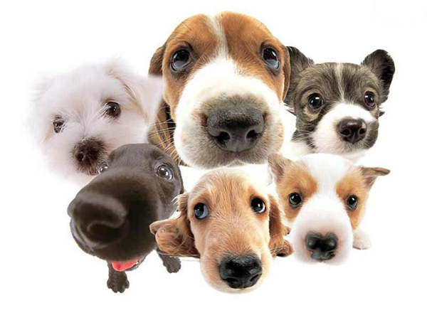 adopta tu mascota