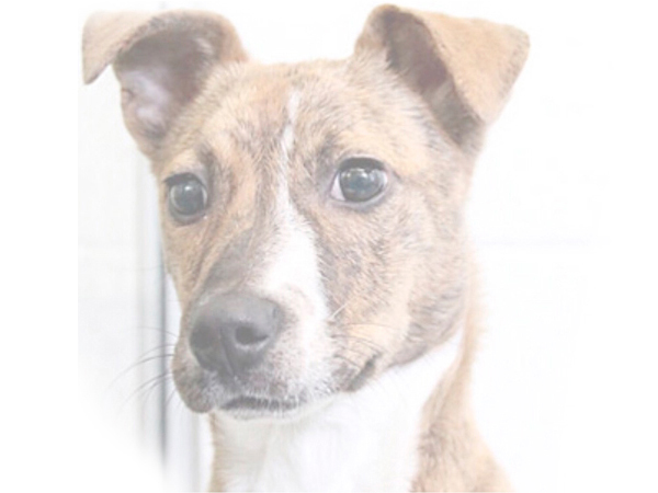 Adopte a tu mascota con breedme